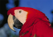 Parrot Bird